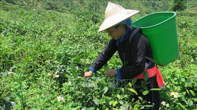 Chè Bản Liền (Lào Cai) là sản phẩm OCOP năm sao đầu tiên của địa phương tìm được chỗ đứng ở Mỹ và châu Âu - thị trường khó tính bậc nhất thế giới về chất lượng. Ảnh: TTXVN