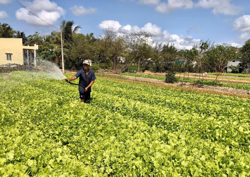 Bạc Liêu: Nhân rộng mô hình tạo sinh kế cho người nghèo