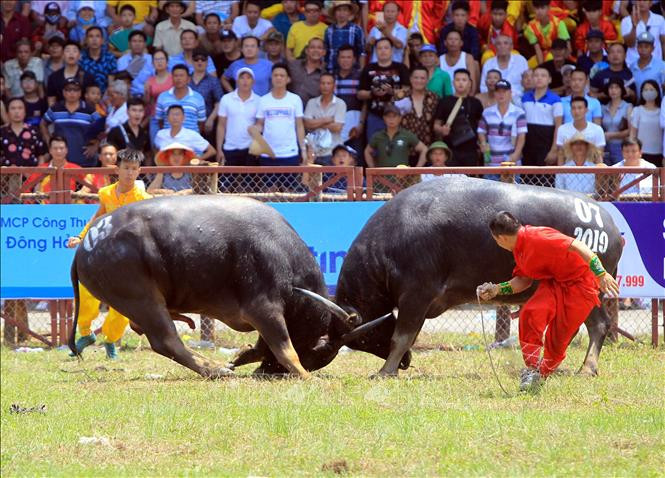 Tạm dừng tổ chức Lễ hội chọi trâu truyền thống Đồ Sơn 2020