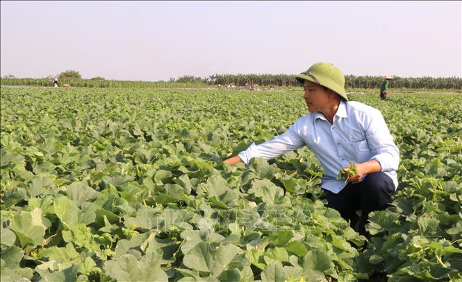 Xây dựng các mô hình kinh tế trang trại có hiệu quả cao