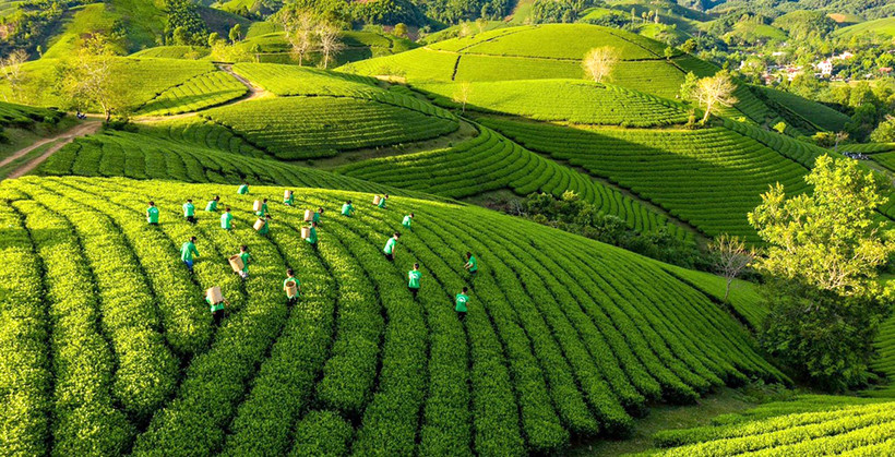 Phú Thọ cơ cấu sản xuất nông nghiệp theo hướng nâng cao giá trị gia tăng 