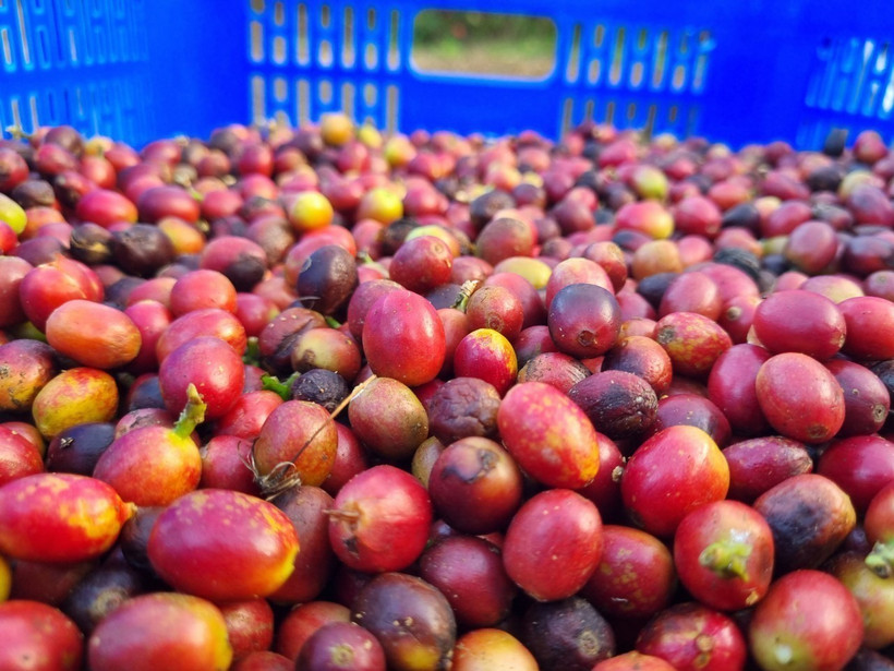 Kon Tum: Khuyến nghị hái cà phê chín để nâng cao giá trị, chất lượng 