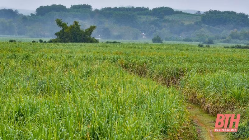Người dân miền núi Thanh Hóa thoát nghèo nhờ cây mía