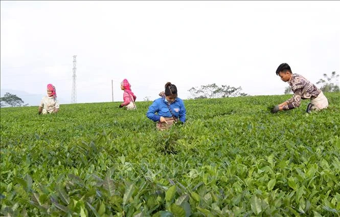 Dựa vào cây chè, nhiều hộ dân ở huyện Tân Uyên (Lai Châu) đã có thu nhập cao và xóa nghèo. Ảnh: Việt Hoàng - TTXVN
