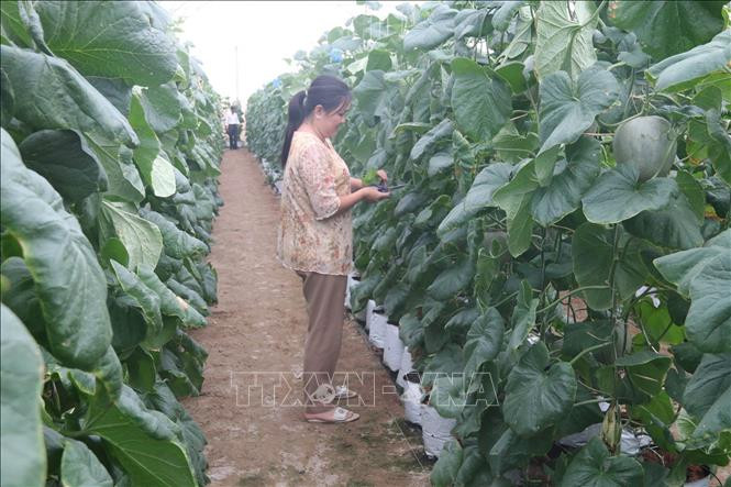 Tiền Giang nỗ lực giải quyết đầu ra cho nông sản hàng hóa