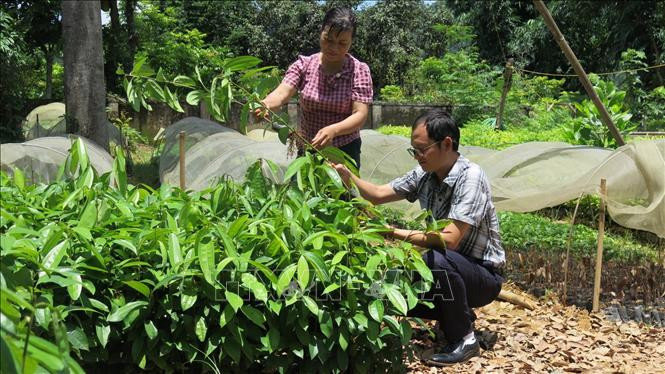 Phát triển kinh tế và làm giàu từ rừng ở Lai Châu