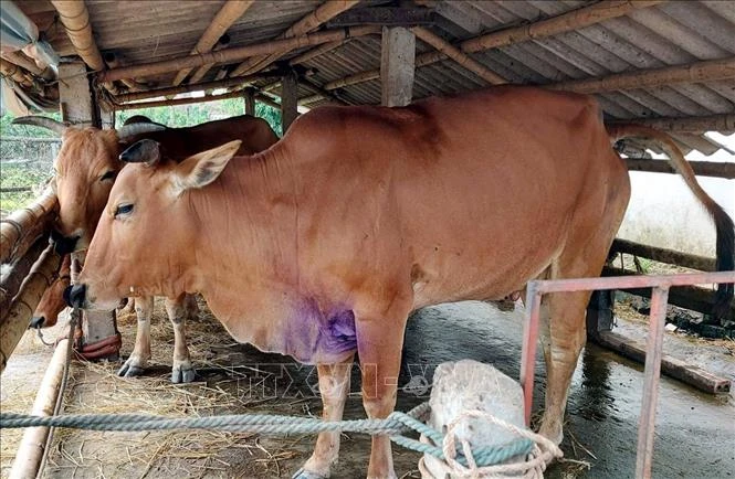 Tây Ninh tập trung ngăn chặn các ổ dịch lây lan rộng trên đàn gia súc