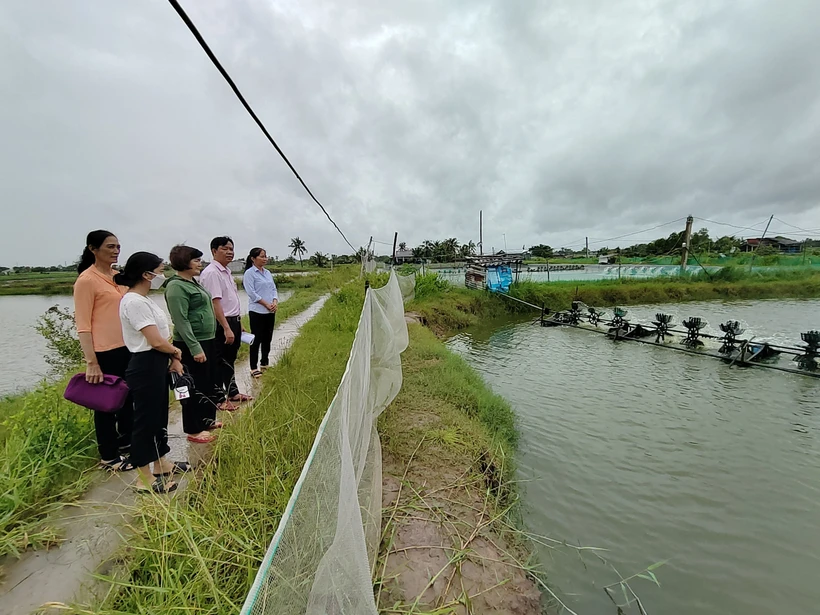 Bến Tre khuyến cáo khung lịch mùa vụ thả giống tôm nước lợ 
