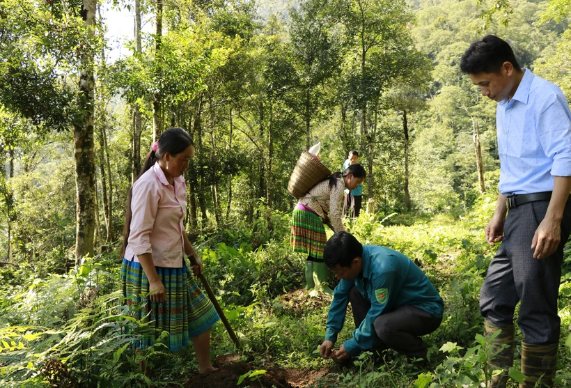 Năm 2022, Yên Bái trồng mới được hơn 15.700 ha rừng