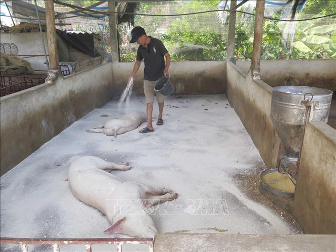 Đắk Lắk phòng, chống dịch bệnh trên đàn gia súc