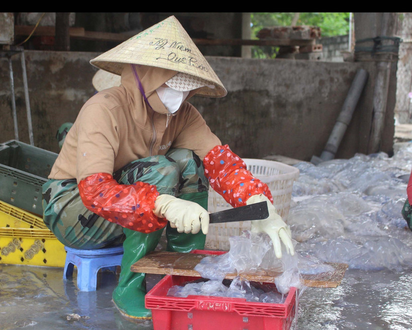 Ngư dân Thanh Hóa phấn khởi vươn khơi hái "vàng trắng"