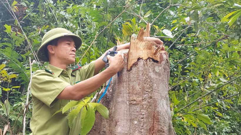 Quảng Trị yêu cầu xử lý nghiêm vụ chặt hạ nhiều gốc cây rừng tự nhiên tại Cam Lộ