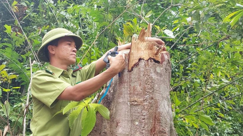 Quảng Trị yêu cầu xử lý nghiêm vụ chặt hạ nhiều gốc cây rừng tự nhiên tại Cam Lộ