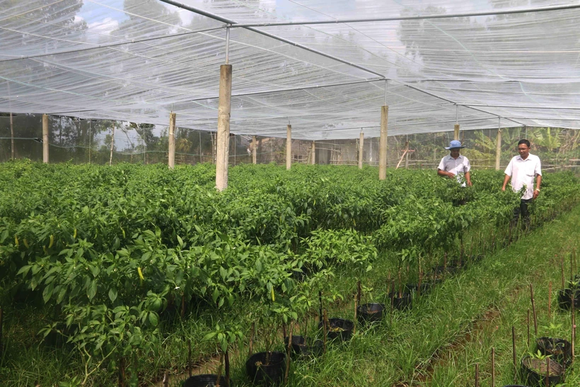 Trà Vinh sẽ chuyển đổi trên 1.400 ha đất trồng lúa kém hiệu quả 