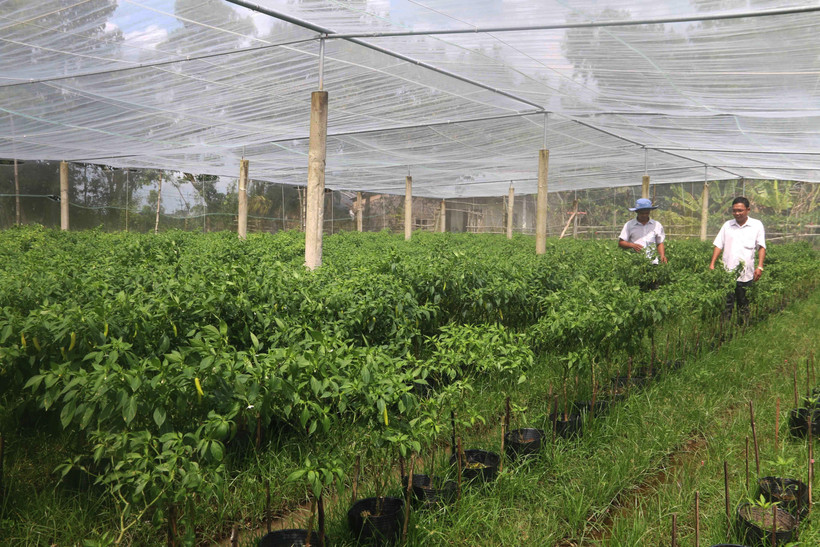 Trà Vinh sẽ chuyển đổi trên 1.400 ha đất trồng lúa kém hiệu quả 