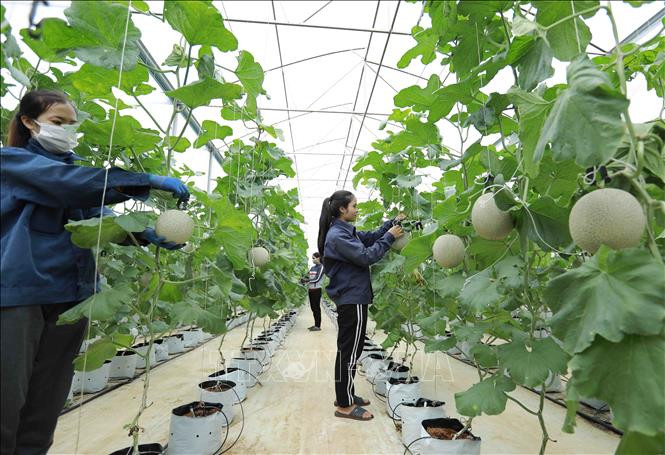 Dịch COVID-19: Đề xuất chính sách hỗ trợ bổ sung cho sản xuất nông nghiệp