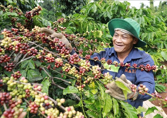 Nâng chất cho cà phê, hạt tiêu đáp ứng tốt thị trường xuất khẩu