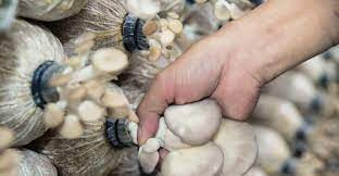 Bà Hồ Thị Thanh Hồng thành công từ trồng nấm sạch