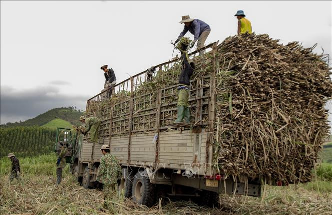 Vị ngọt từ mía ở Gia Lai