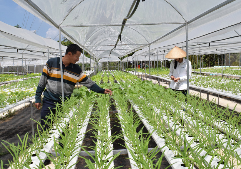 Đồng Tháp nâng cao giá trị sản phẩm từ sản xuất nông nghiệp hữu cơ