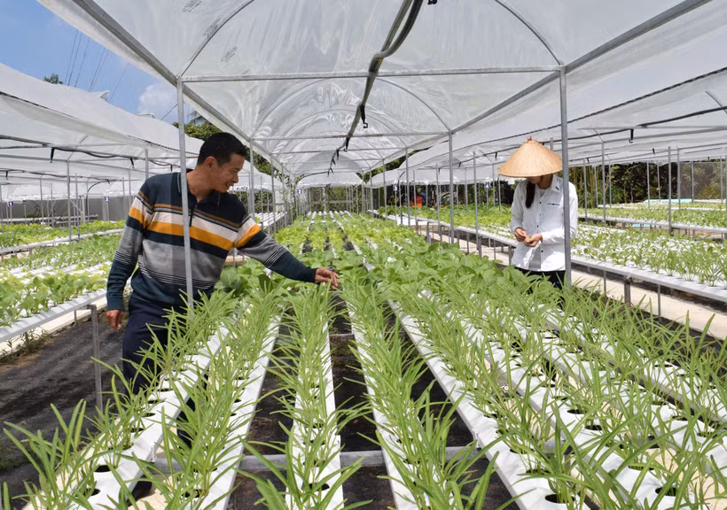 Đồng Tháp nâng cao giá trị sản phẩm từ sản xuất nông nghiệp hữu cơ