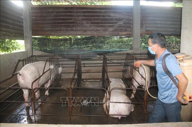 Phòng, chống dịch bệnh trên gia súc, gia cầm mùa mưa
