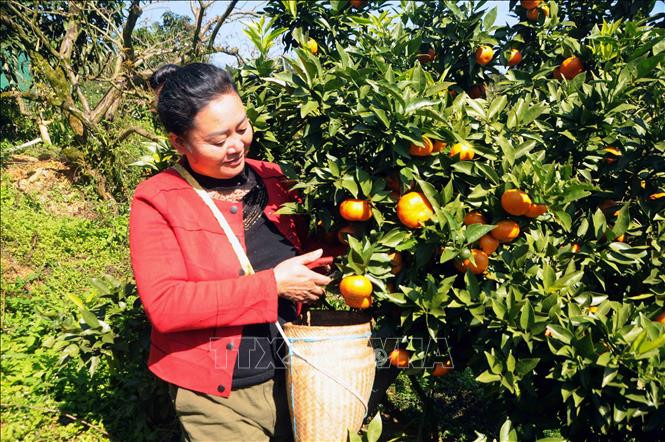 Xây dựng thương hiệu từ chất lượng sản phẩm ở bản Ôn