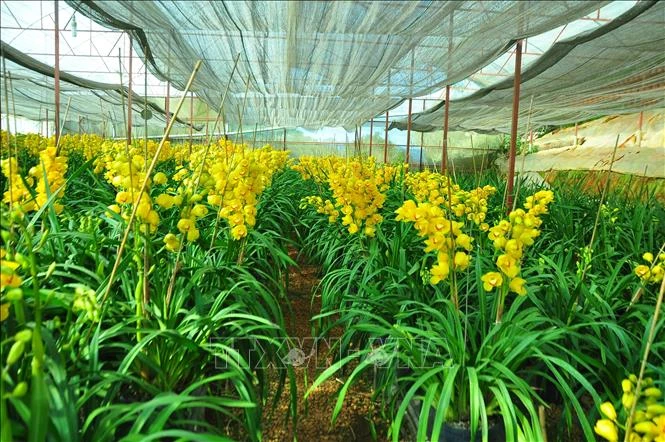 70% hoa địa lan tại Đà Lạt nở sớm khiến nông dân lo lắng