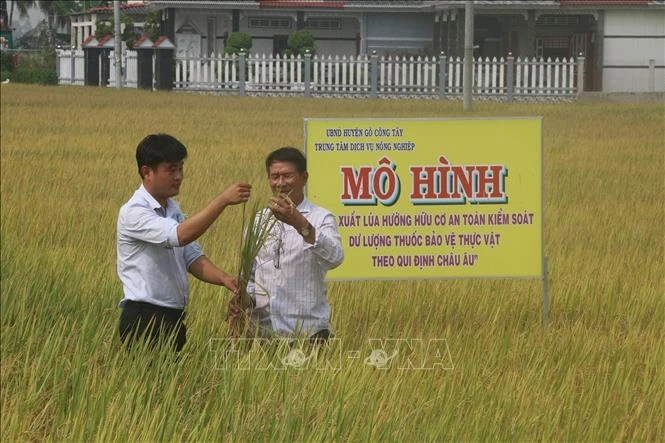 Tiền Giang trồng lúa hữu cơ theo quy định châu Âu
