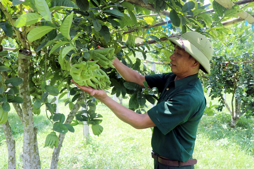 Cựu chiến binh Lê Đức Minh phát huy phẩm chất “Bộ đội Cụ Hồ”, chung sức xây dựng quê hương