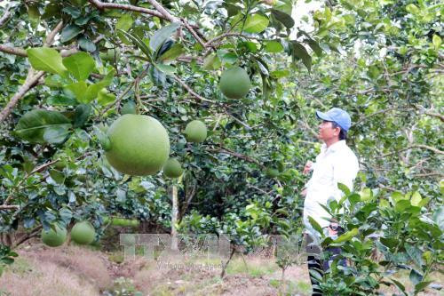 Bưởi da xanh Bến Tre được cấp giấy chứng nhận đăng ký chỉ dẫn địa lý. Ảnh: Trần Thị Thu Hiền/TTXVN