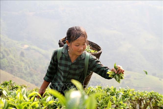 Chè Shan tuyết trở thành cây trồng chủ lực của đồng bào dân tộc thiểu số ở Kỳ Sơn