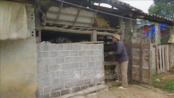 Nông dân xã Quang Kim, huyện Bát Xát nuôi nhốt đàn trâu trong chuồng trại kiên cố. Ảnh: Hương Thu-TTXVN