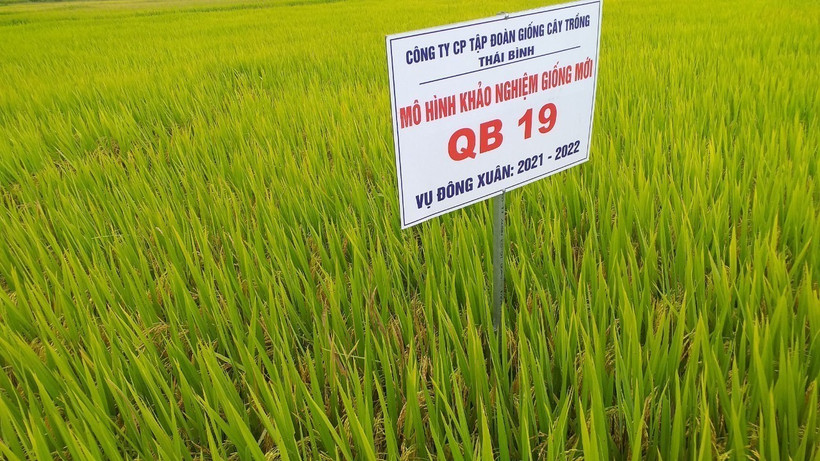Kon Tum đưa nhiều giống cây trồng mới vào sản xuất