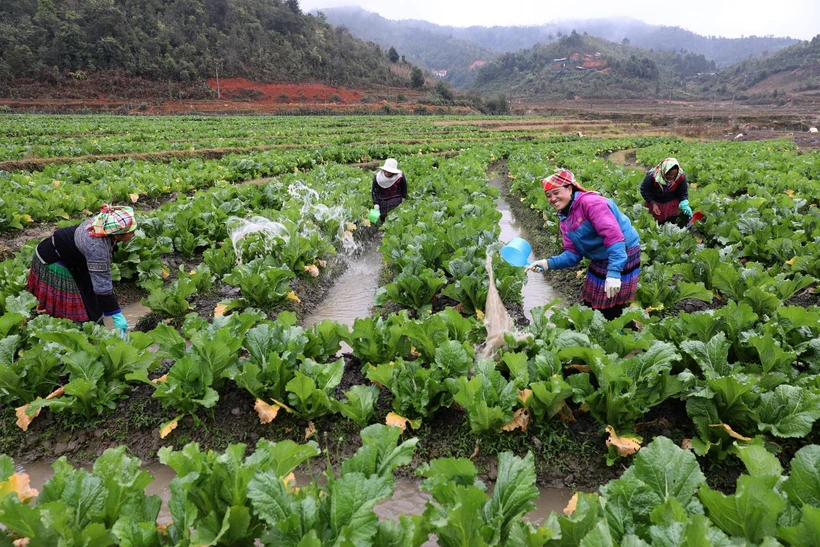 Liên kết vùng - tăng sức mạnh hợp tác xã