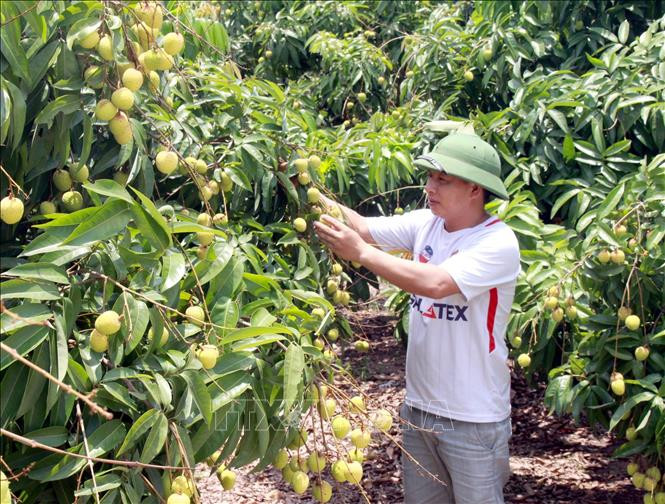Nhiều hoạt động xúc tiến tiêu thụ vải thiều Bắc Giang