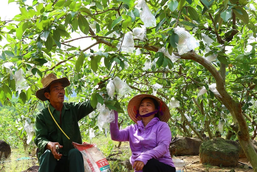 Trồng ổi sạch cho thu nhập cao