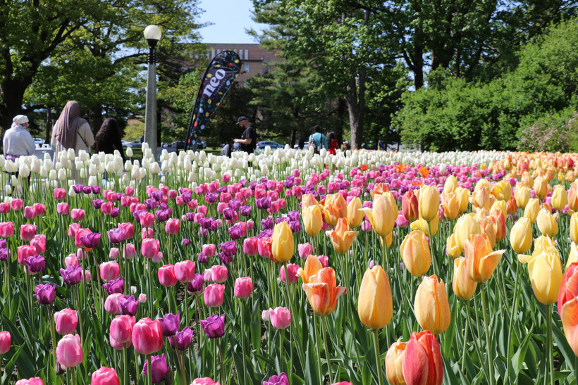 Lễ hội hoa tulip Canada - Biểu tượng của tình hữu nghị và hòa bình quốc tế