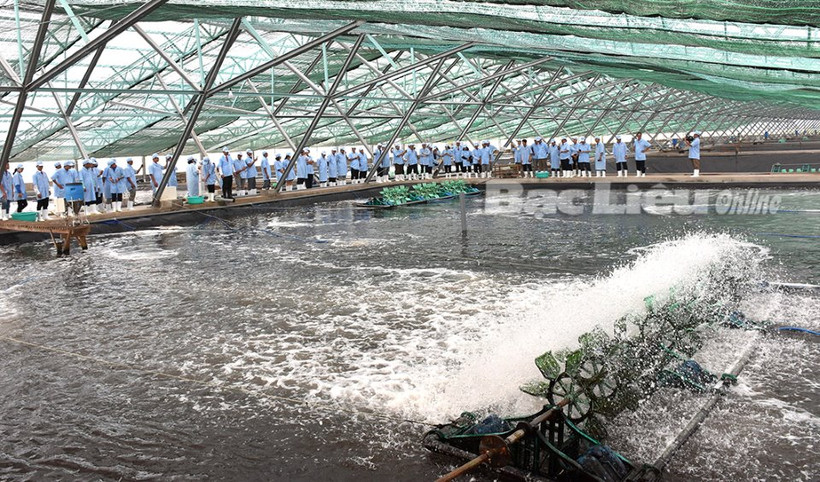 Bạc Liêu phát triển mô hình nuôi tôm công nghệ cao gắn với bảo vệ môi trường