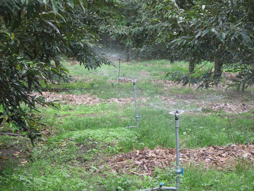 Kon Tum ứng dụng công nghệ tưới nước tiết kiệm gần 17.000 ha cây trồng