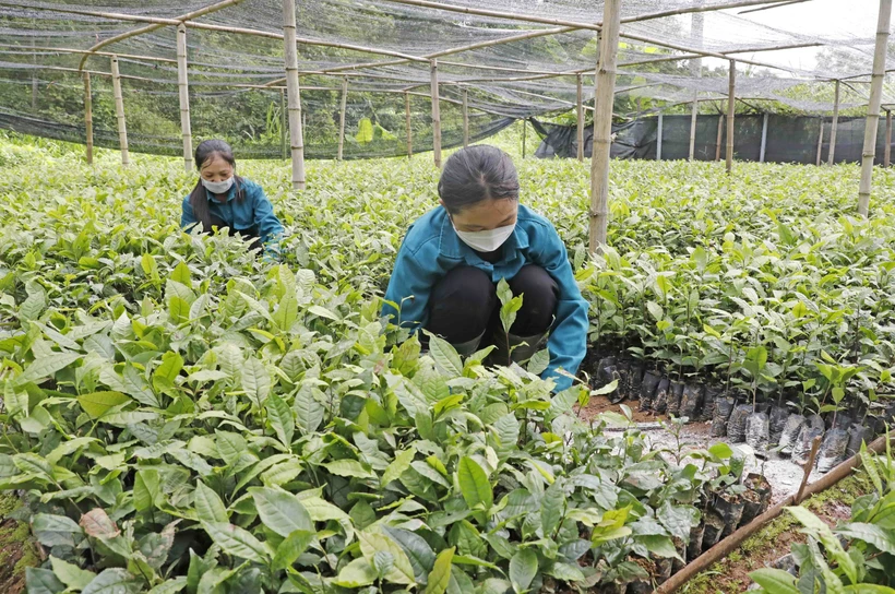 Góp phần phát triển kinh tế bền vững, giảm các rào cản về định kiến giới