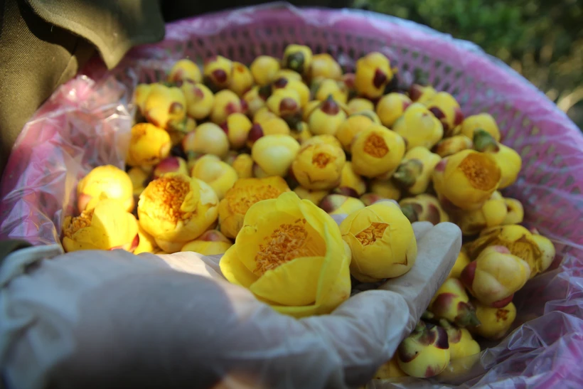 Gia tăng giá trị cho sản phẩm trà hoa vàng