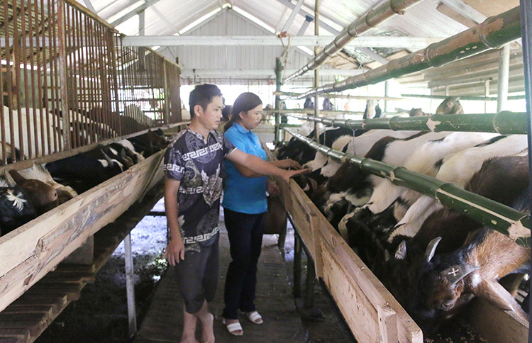 Vốn rẻ tiếp sức nông nghiệp, nông thôn