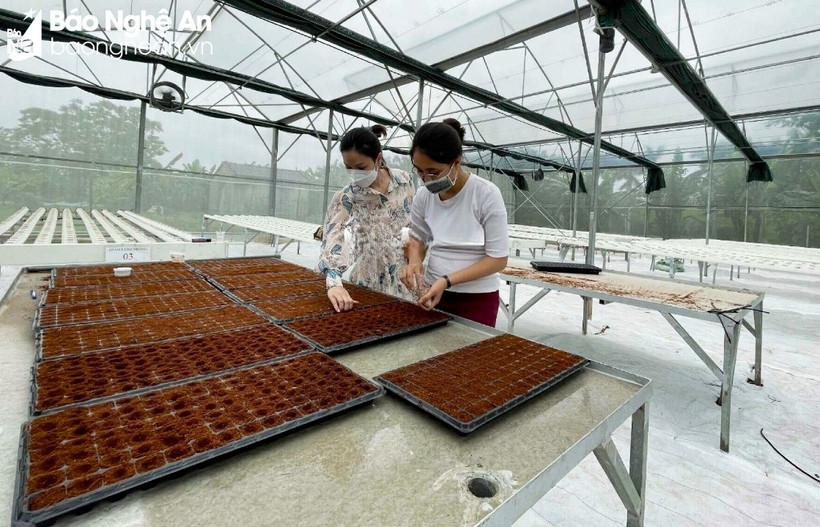 Nghệ An ưu tiên điện phục vụ sản xuất nông nghiệp