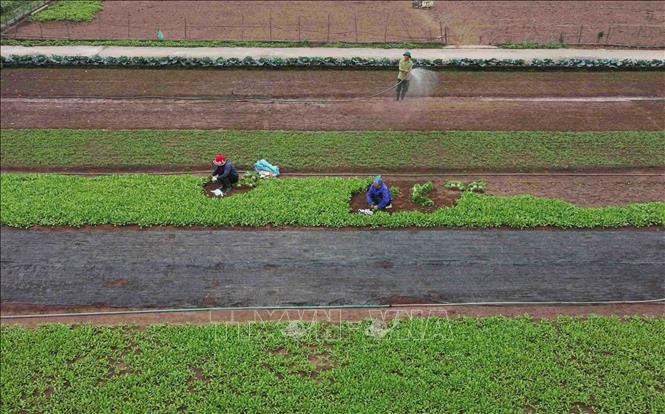 Mô hình quản lý chất lượng nông sản an toàn cho thu nhập 300 triệu đồng/ha/năm