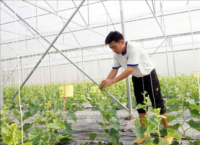 Người dân vùng lũ Thanh Chương khôi phục sản xuất để đón Tết Nguyên đán