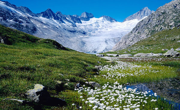 Tuyết trên đỉnh Alps biểu tượng đang nhường chỗ cho cây xanh