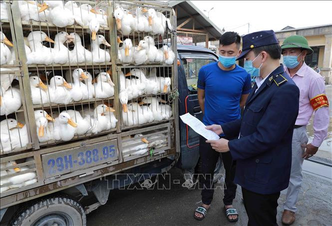 Thủ tướng Chính phủ chỉ đạo triển khai quyết liệt các giải pháp kiểm soát phòng, chống cúm gia cầm