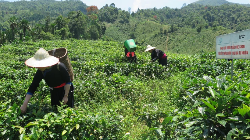 Kinh tế tập thể, hợp tác xã phát huy hiệu quả tại Lào Cai