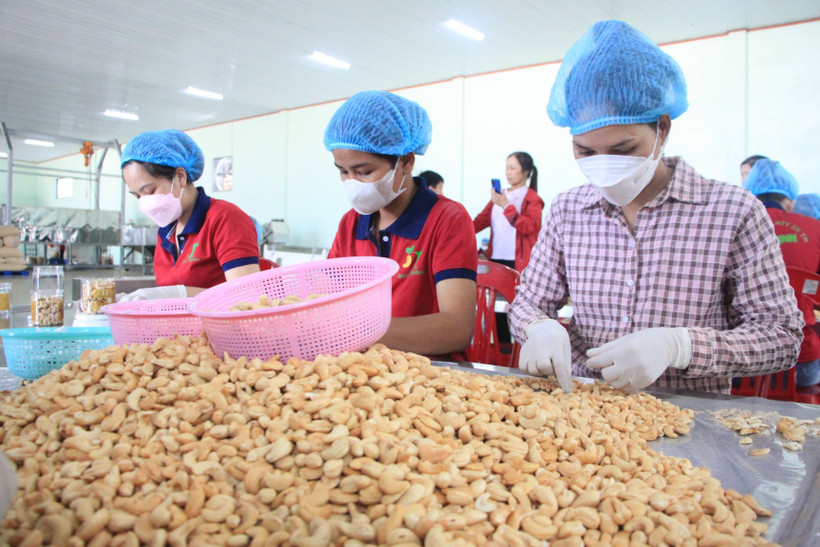 Bình Phước: Tạo bước đột phá đưa cây điều trở thành cây “tỷ đô”